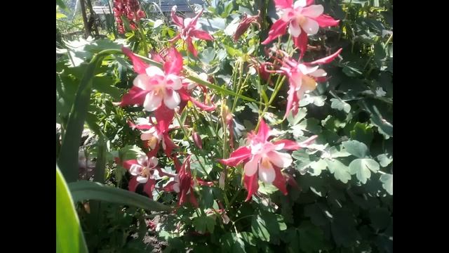 Мой огород-мои цветы - гордость! смотреть онлайн