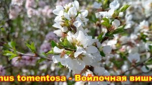 Войлочная вишня