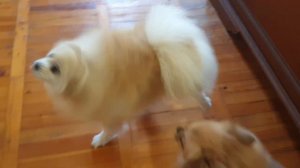 Уход за шерстью ШПИЦА🐾 Купаем собаку в домашних условиях