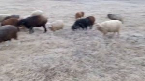 Эдильбаевские овцы в Сибири,икономим сено