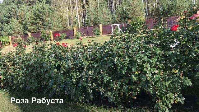 Розы. Робуста - мощь и красота этой розы вызывает восторг!!! смотреть онлайн