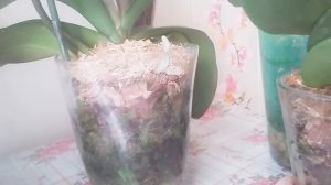 Закрытая система посадки орхидей, на что обратить внимание.