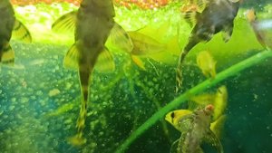 Сомики L-397 ( Panaqolus sp. 397) Отбирают еду у рамирези