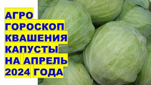 Агрогороскоп квашения капусты в апреле 2024 года Agrogoroscope of sauerkraut for April 2024