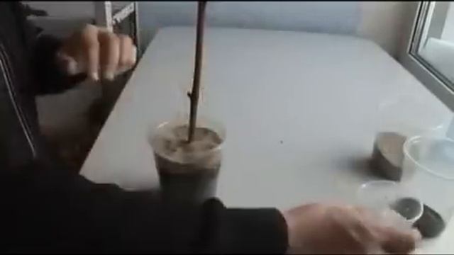 Размножение винограда черенками