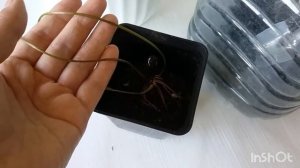 Выращивание лотоса из семян. Посадка в землю (горшок).