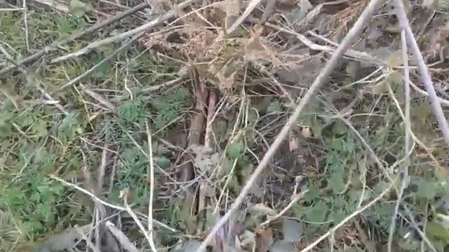 Крым. Сбор синеножек ( рядовка лиловоногая ) - 16 ноября 2016 года. смотреть онлайн