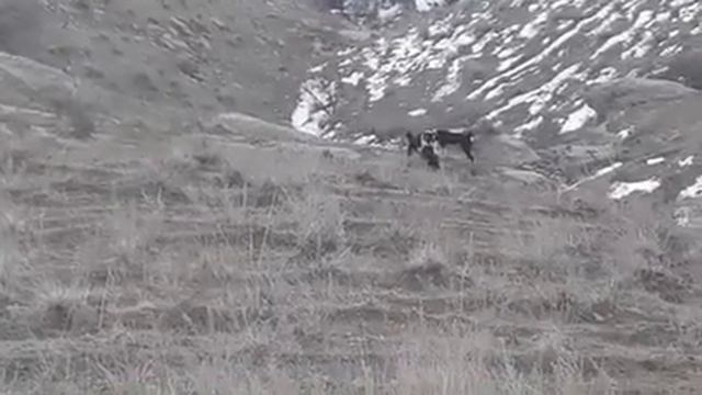 Аборигенные собаки Узбекистана (Сурхандарья)