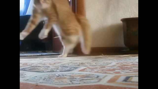 Кот ушёл / Cat gone (8K 60fps UHD)