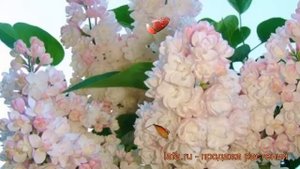 Сирень обыкновенная Красавица Москвы ? обзор: как сажать, саженцы сирени Красавица Москвы