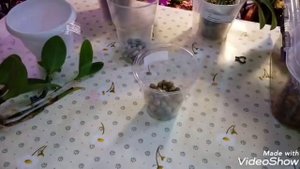 Мытьё Орхидей Душем, Подкормка по Листу | Посадка Мини Каттлеи на Фитиль