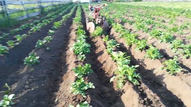 2 окучивание картофеля смотреть онлайн