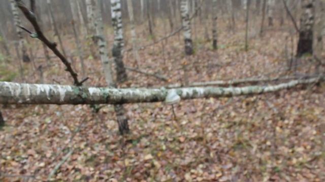 Сравнение чаги с другими берёзовыми трутовиками смотреть онлайн