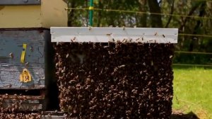 Как бороться с роением? (Канада) Приемы от роения с породой Бакфаст