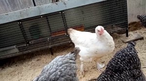 Содержание кур и петухов в теплице осенью.