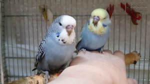 Птенцы выставочного волнистого попугая - ЭТО ЧУДО!