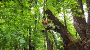 Работа бензопилой на гнилом дереве Working with a chainsaw on a rotten tree