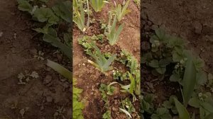 3 мифа о клубнике - от Натальи Ромашки