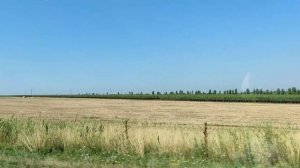 Как приятно ездить и смотреть на ухоженные поля Кубани и бесконечные виноградники Темрюкского район