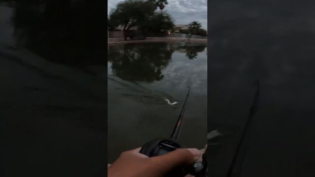 Awesome bite for an urban pond bass #bassfishing #fishing #fish #crankbait #urbanfishing