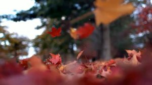 Листопад Футаж HD
