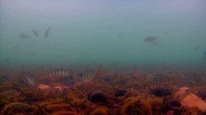 Прикармливаю байкальского окуня бормашем