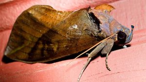 Бабочки. Совки.