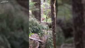 Этот Мужчина Пожалел, Что Использовал Медвежий Спрей на Гризли!