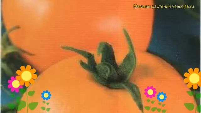 Томат обыкновенный Нижегородский кудяблик. Краткий обзор, описание характеристик, где купить семена смотреть онлайн