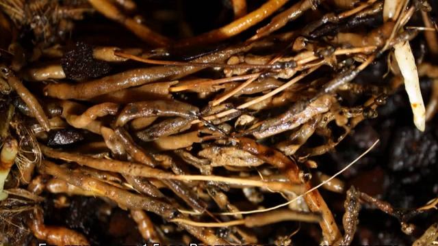 Почему у драцены желтеют листья — причины смотреть онлайн