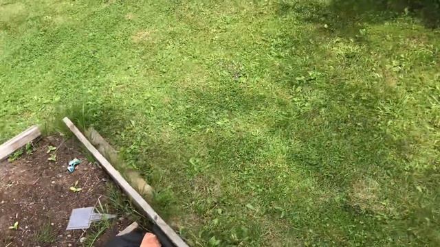 Моя любимая дача 14 июня 2018 г. Новая елка. Глаука Глобоза. Розы. Всего понемножку. смотреть онлайн