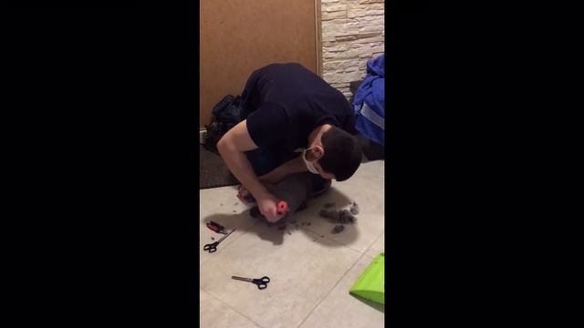 Стрижка нашей кошки