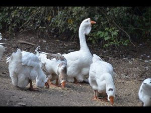 Гуси Журикова Владимира. Экспедиция по гусеводческим хозяйствам №2.