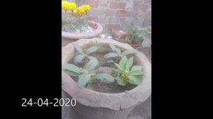 Growing Gomphrena Globosa || gomphrena ugany ka tarika || gomphrena in pots and containers ||