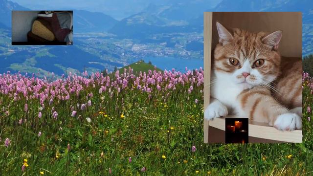 Смерть кота - РАССЛЕДОВАНИЕ 🖤 смотреть онлайн