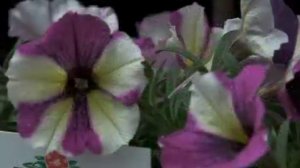 Joe's Picks - Blue A Fuse Petunia