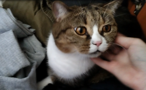 Прибираем вместе с Британским котом.