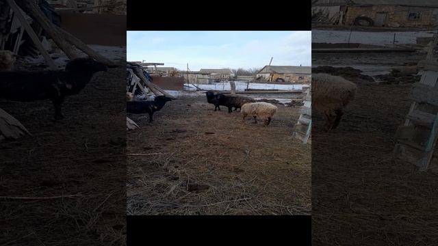 Сельская жизнь!)