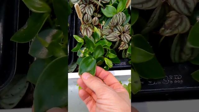 Завоз цветов в Ашан 19.12.19,часть 2 смотреть онлайн