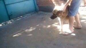 Как Артем пытался одеть намордник на собаку
