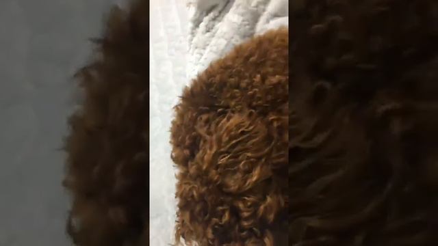 Doldol Lee님의 실시간 스트리밍 смотреть онлайн