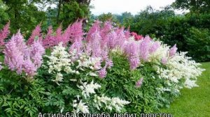Астильба китайская