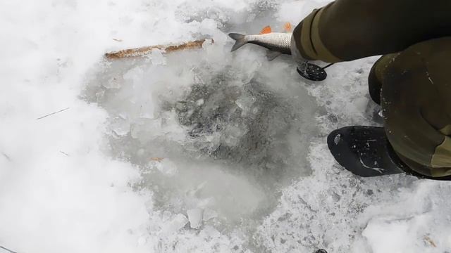 Зимняя рыбалка, ловлю голавлей! С наступающим Новым ГОДОМ!