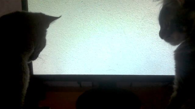 Видео для котят