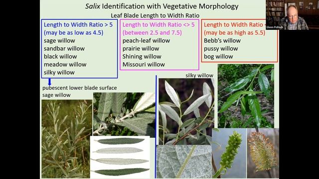 Salix (Willow) Identification смотреть онлайн