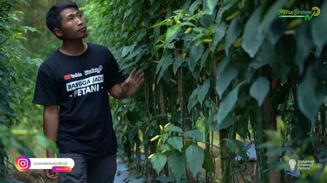 KLARIFIKASI METODE MAS UDIN ‼ JANGAN ASAL IKUTAN BIAR TIDAK GAGAL смотреть онлайн