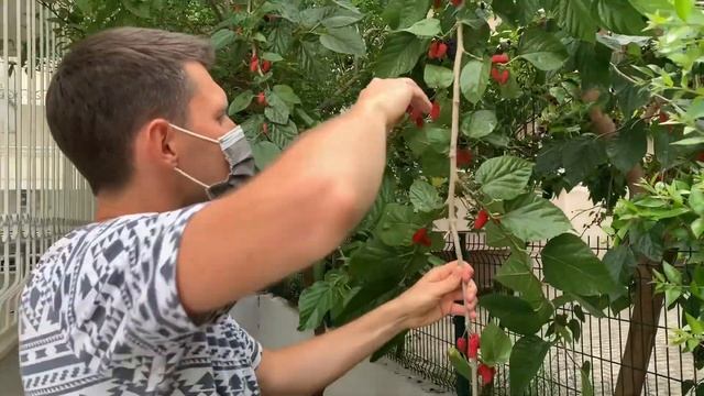 Шелковица (тутовник) в Турции спеет весной. Собираем урожай сорта "Черный принц"! (mulberry) 2021г