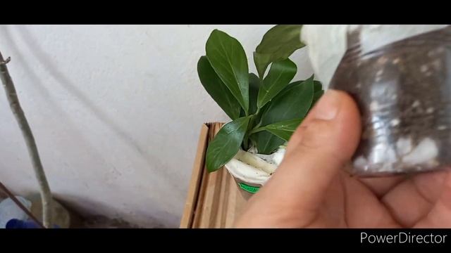 Комнатные растения//Получила посылку с новыми хойями #обзорпосылки #хойи