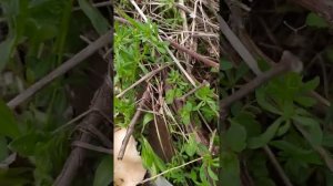 Собираем Грибы синеножки