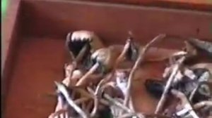 PSILOCIBES SEMILANCEATA MARAGATOS